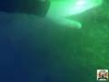 videos de Principe de Asturias naufragio em Ilhabela