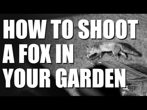 How to shoot a fox in your garden