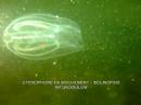 PLONGEE BIO  LE HAVRE
