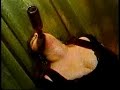 Brujeria - Don Quijote Marijuana