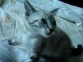 Obi: el gato tronado. Obi: el gato tronado.