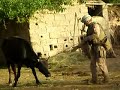 Bored Marines in Al-Anbar (Gringo & the Cow!)