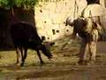 Bored Marines in Al-Anbar (Gringo & the Cow!)