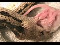 Gopher Snake Swallows Rat - 1 of 3