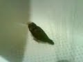 Bruji y su ba�o ... 2