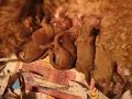 出生日期 ： 2007 Sep性別 ： 2男♂1女♀ 毛色 ： 紅棕色