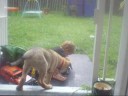 Major & Samuel 11th July 2008