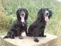 videos de Dubh and Pye - two working Cocker Spaniels