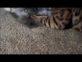 Pixiebob kitten attacks Bengal