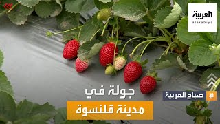صباح العربية | مدينة قلنسوة تشتهر بزراعة التوت الأرضي