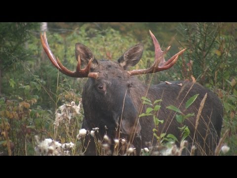 Rufjagd auf Elchwild in Udmurtien 2014, Film 2