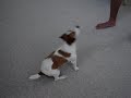 Mickey - Jack Russell terrier doing tricks