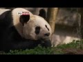 Pandas arrive at Edinburgh Zoo