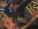 Dicrossus�maculatus -santarem- 2008-11-21.wmv