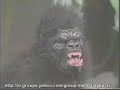 Gang 90 & Absurdettes - Será Que o King Kong é Macaca? Gang 90 & Absurdettes - Será Que o King Kong é Macaca?