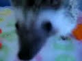 Anyong sniffing my camera