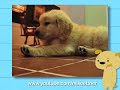 Ultra Kawaii - Golden Retriever Puppies!