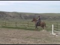 11 year old well broke Kentucky mountain saddle horse.