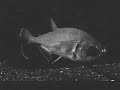 Hydrolycus Armatus Hydrolycus Armatus