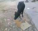 The Not so smart Holliest animals in Nepal