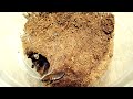 High Quality - P. irminia Attacks Cockroach High Quality - P. irminia Attacks Cockroach