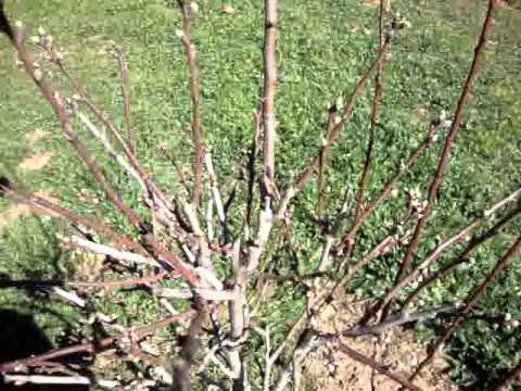 how to care almond tree