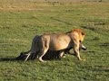 Lion Kill Zebra