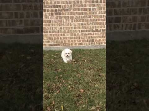 Maltese puppy is for sale!!