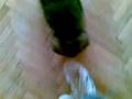 Pumba - 34 days old - 2.dio