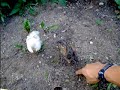 2.5 week old chicks 2.5 week old chicks