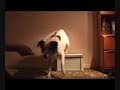 Dog Trick Training - Back Leg Dog Trick Training - Back Leg