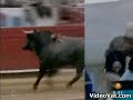 Bull in the crowd