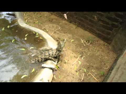 Mugger Crocodile
