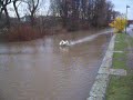 Swans on the Main
