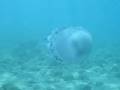 Jellyfish (Medusa) in front of coast Litochoro - Greece 2