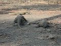 Komodo dragon
