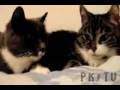 videos de Re: Cat Talking, Translation