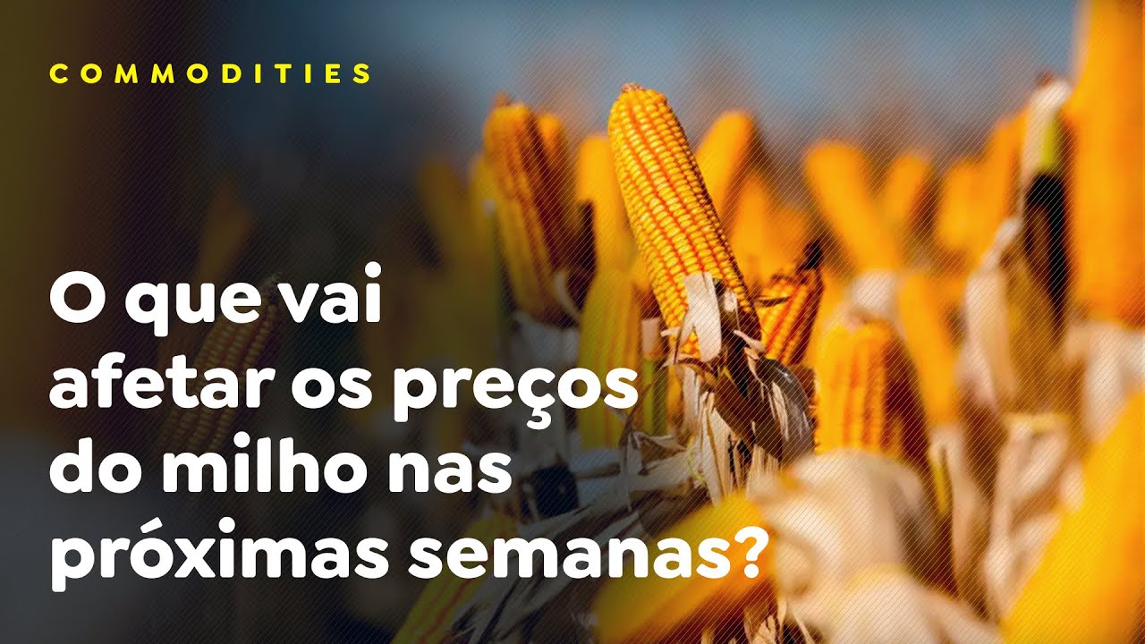 O que vai afetar os preços do milho nas próximas semanas?