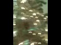 Cat in the Christmas tree