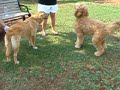 Georgia, Hank, Hershey & Maddie