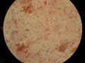 Bio Lab Protists II: 5