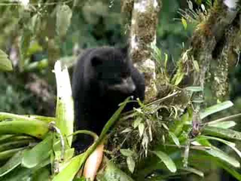 Spectacled+Bear