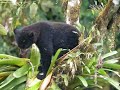 Spectacled Bear in Tandayapa Spectacled Bear in Tandayapa