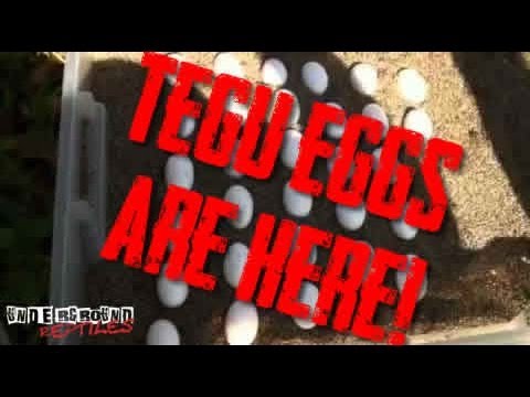 YouTube reptile video