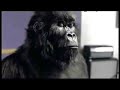 Cadbury Gorilla jams to \ Cadbury Gorilla jams to \