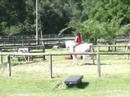 Peggy Finnerty and Sam Parelli Level 3 Assessment Part 1 Peggy Finnerty and Sam Parelli Level 3 Assessment Part 1