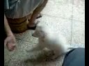 Mr. Tuffy