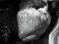 Witchs cradle  Part 1 - Witchs Cradle - Maya Deren - Flixster Video