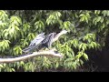 Schlangenhalsvogel (Anhinga) Schlangenhalsvogel (Anhinga)