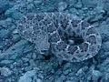 mad western diamondback mad western diamondback